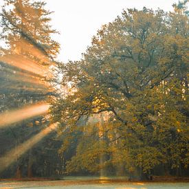 Magical Tree With Sunbeams In The Morning Misty crown domains the loo apeldoorn von Patrick Oosterman
