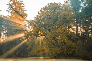 Magische Boom Met Zonnestralen in De Ochtend Mistig kroondomeinen het loo apeldoorn van Patrick Oosterman