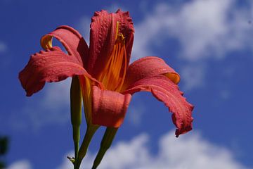 Lily with blue background by Bennie Eenkhoorn