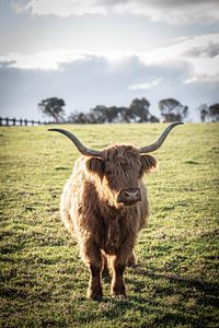 Highland Cow van Mark Thurman