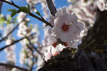 Zartrosa Mandelblüten im Gegenlicht