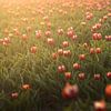 Zacht Licht over Tulpenveld van Zwoele Plaatjes