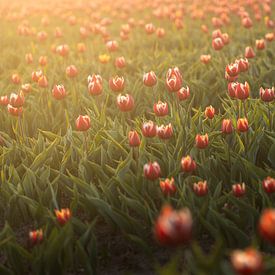 Zacht Licht over Tulpenveld van Zwoele Plaatjes