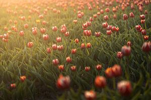 Lumière douce sur Tulipfield