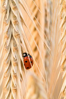 Marienkäfer in goldenem Getreide