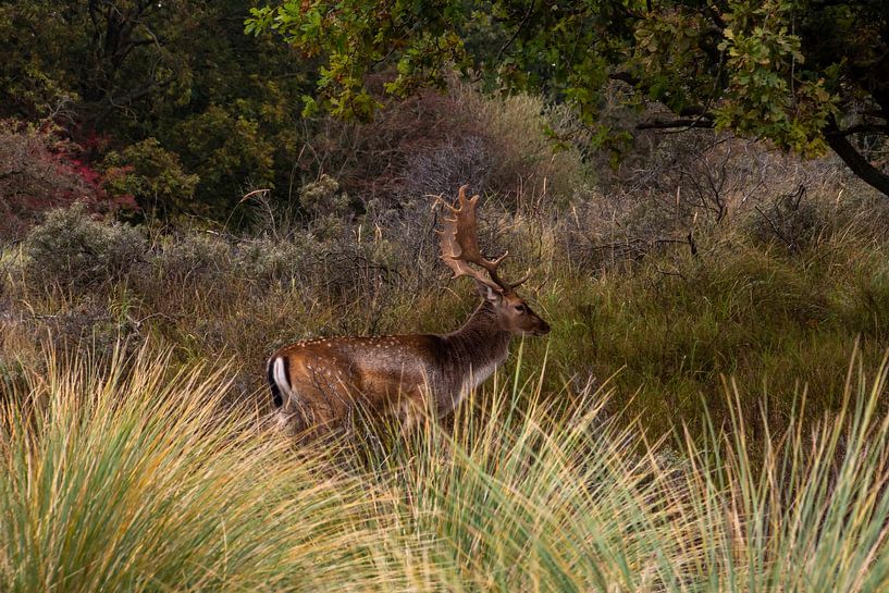 Autumn buck by Margreet Frowijn