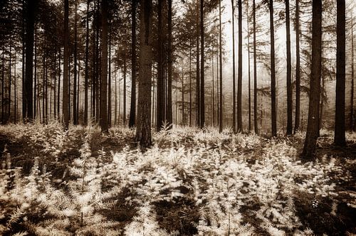 Speulderbos