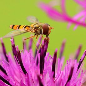 Erwin van Emmen photo de profil