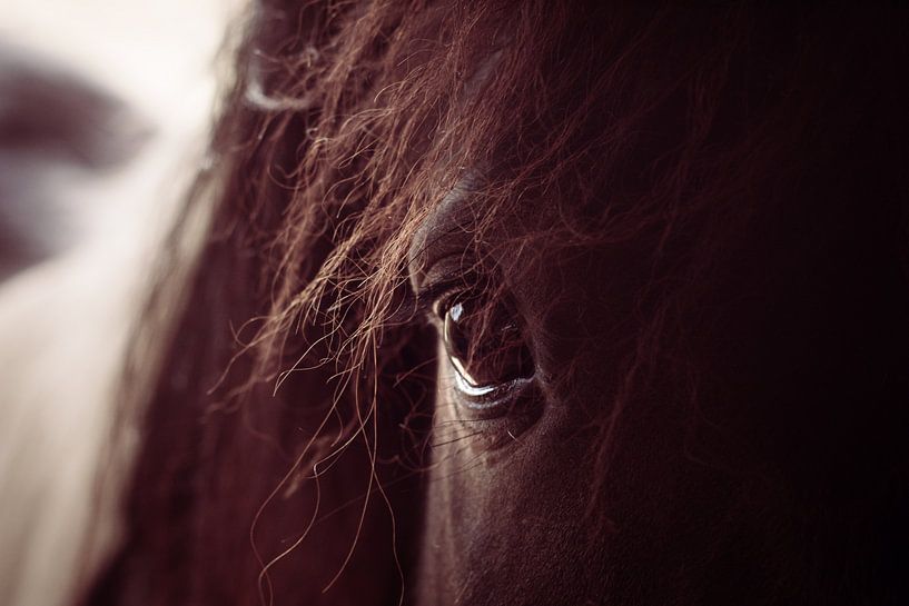 Eyes are the mirror of the soul by Klaartje Hallet