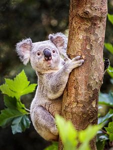 Koala van Rob Boon