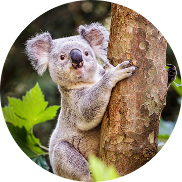 Koala van Rob Boon