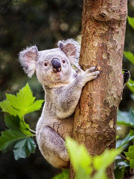 Koala sur Rob Boon