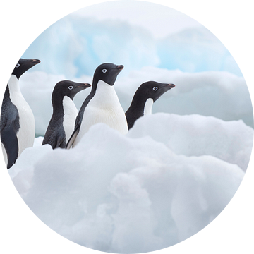 Klein groepje Adelie pinguins (Pygoscelis adeliae) op het ijs op de Zuidpool van Nature in Stock