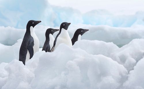 Four Adelie Penguins (Pygoscelis adeliae) amidst the ice on Paulet Island by Nature in Stock