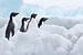 Klein groepje Adelie pinguins (Pygoscelis adeliae) op het ijs op de Zuidpool van Nature in Stock