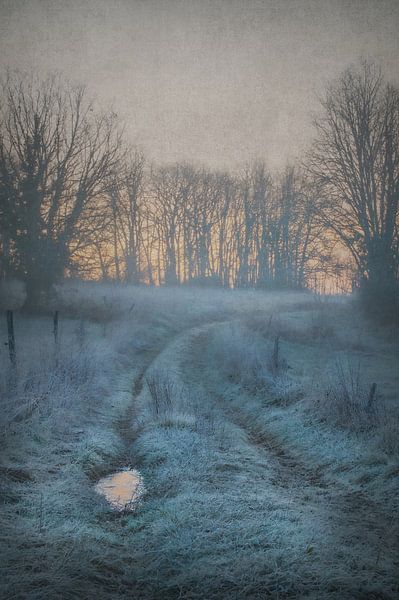 Winter Gold by Dan Courtice
