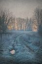 Winter Gold by Dan Courtice thumbnail