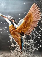 Schmuckeisvogel