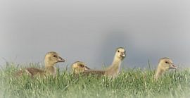 Goose by Benno van Triest