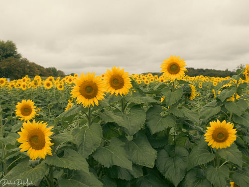 Zonnebloemen
