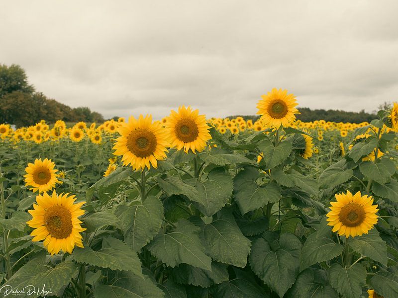 Tournesols par Diederik De Mezel