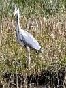 025. Blauwe reiger van Domstad Rudie thumbnail
