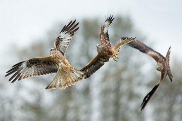 Red Kites in battle for food in England by Jeroen Stel