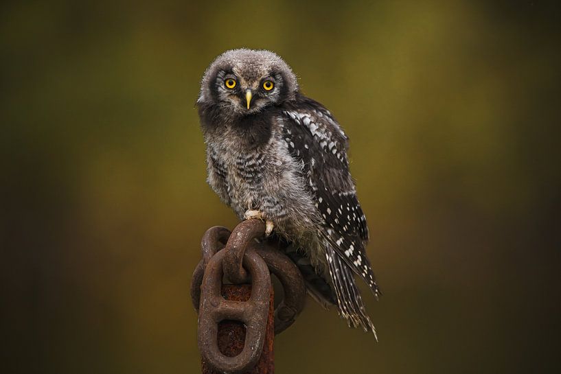 Sperweruil van Samantha Rorijs