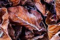Autumn leaves Veluwe