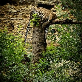 Leopard by SvB 072