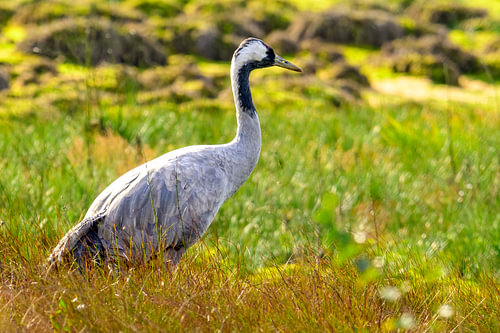 Een kraanvogel die tijdens de herfsttrek in een veld uitrust 