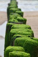 Beach poles on the Zeeland coast