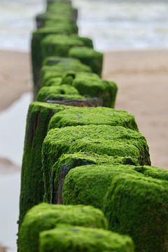 Strandpfähle an der Küste von Zeeland von Nicolette Suijkerbuijk