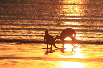 kangoeroe op strand bij zonsopgang, mackay, noord queenland, australië van Frank Fichtmüller