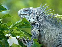 Leguaan op Curacao