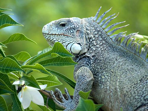 Iguanes à Curaçao