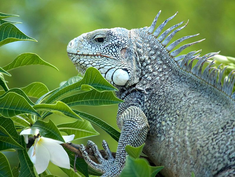 Leguane auf Curacao von Brenda Verboekend