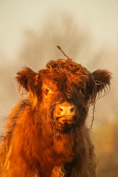 Kalf Schotse hooglander koe van Saskia S