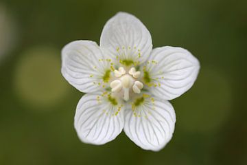 Parnassia bloem
