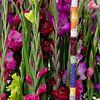 Gladiolen bloemstuk van Patricia Verbruggen