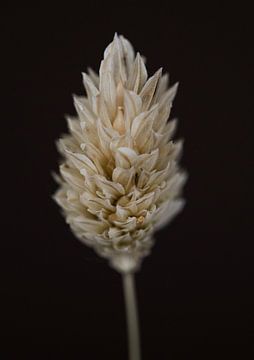 Phalaris dried flower by Karin Bakker Fotografie