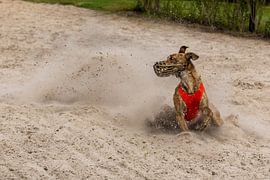 Idefix von GB73Photography