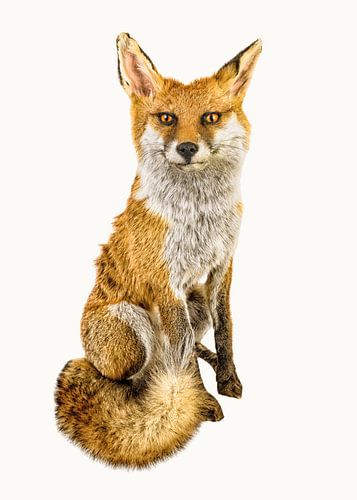 Rariteitenkabinet_dier_03