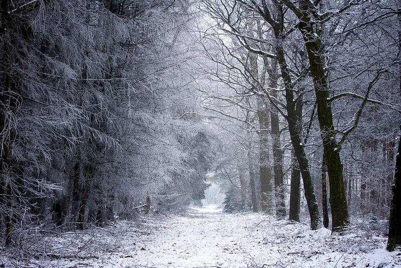 Winterlandschap in Drenthe van Karijn | Fine art Natuur en Reis Fotografie