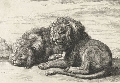 Deux lions couchés par Abraham Bloteling, d'après Peter Paul Rubens, 1655 - 1690