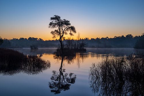 Morning at the fen in Oisterwijk