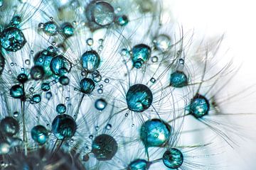 Dandelion seeds blue shining drops