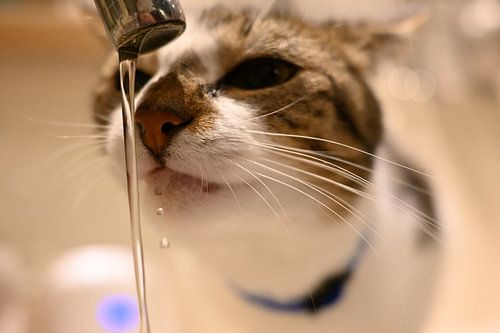 Freddie die Katze von Fotografie Suus & Zo