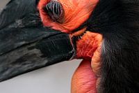 Vogel