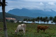 Grazende koeien aan de oostkust van Taiwan met de bergen op de achtergrond van Michiel Dros thumbnail